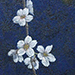 Satoshi Odate Gallery